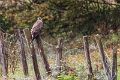 animaux3 (8)